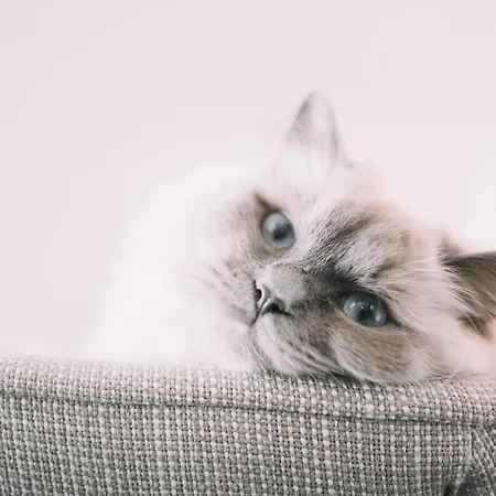 Enzian - Adults Only 오베르타우에른