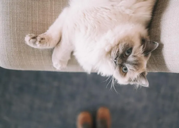 Hotel Enzian - Adults Only 4*