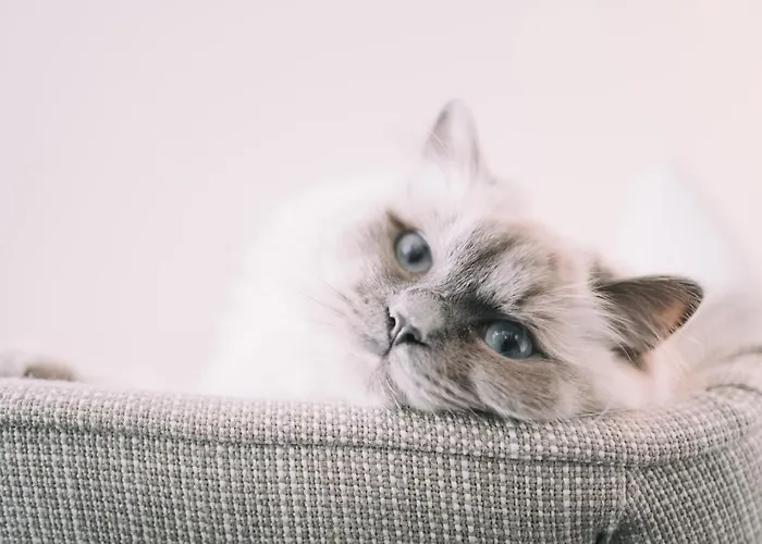 Enzian - Adults Only Обертауэрн